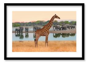 Amazing giraffe walking across the African savannah - Amazing african elephants at sunset - African elephants standing near lake in Etosha National Park, Namibia