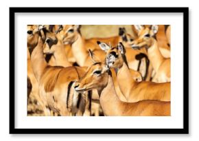 Herd of Impala (Aepyceros Melampus), Serengeti National Park, Tanzania