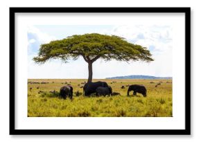 Herd of African elephants (Loxodonta africana) in a forest, Serengeti National Park, Tanzania