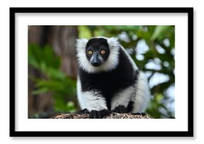 Black and white ruffed lemur (Varecia variegata) MADAGASCAR 