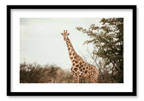 wild giraffe on safari in africa