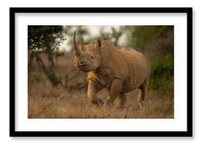 Black rhino walks to camera in clearing