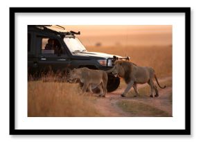 MASAI MARA, KEYNA-SEPTEMBER 06: Tourist watching Lion pair moving in the grassland of Masai Mara National Reserve on 06 September, 2022.