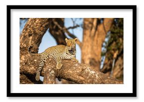 Male leopard ( Panthera Pardus) relaxing in a tree, Sabi Sands Game Reserve, South Africa.