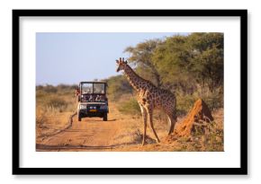 A wild giraffe crosses an African road ahead of a safari vehicle of tourists