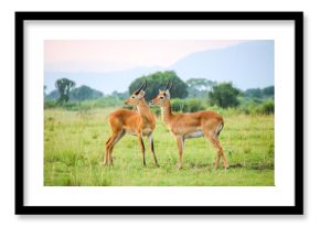 Kob antelope in the savannah, Uganda