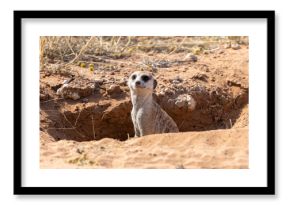 Meerkat