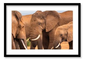 African elephants (Loxodonta) at Addo Elephant National Park  Eastern Cape, South Africa