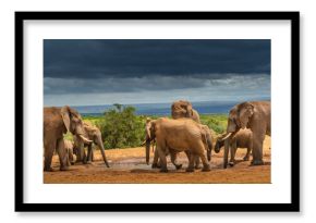 African elephants (Loxodonta) gather at a watering hold in Addo Elephant National Park under a stormy sky  Eastern Cape, South Africa