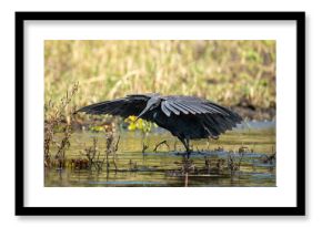 Black heron spreading wings to catch fish