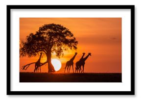 Giraffe Sunset Silhouette