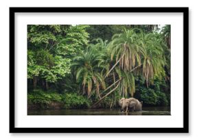 African forest elephant (Loxodonta cyclotis) and the Lekoli River. Odzala-Kokoua National Park. Cuvette-Ouest Region. Republic of the Congo