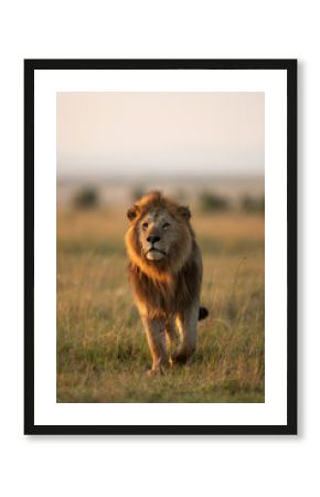 A royal walk of a Lion during morning hours in Savanah, Masai Mara, Kenya