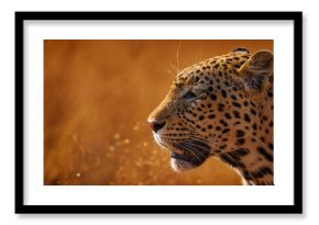 Leopard golden grass sunset, Savuti, Chobe NP, in Botswana, Africa. Big spotted cat in the wild nature. Wildlife Botswana.