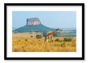 Giraffe (Giraffa Camelopardalis) panorama in African Savannah with a butte geological formation, Entabeni Safari Reserve, Limpopo Province, South Africa.