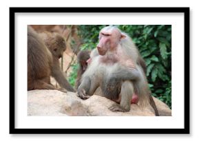 Hamadryas baboons in a zoo in singapore 