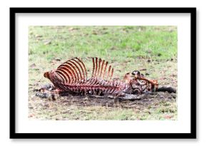 Skeleton of dead animal in Kruger Park, South Africa