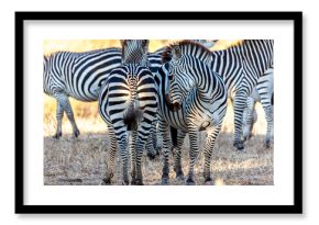 Wild zebras in africa