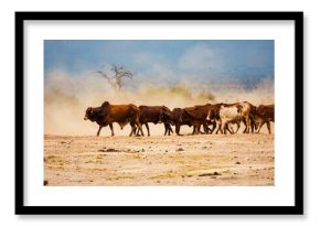 A herd of masai boran cattle grazing in the wild at Amboseli National Park, Kenya
