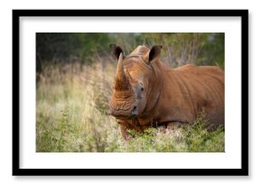 Southern white rhino (Ceratotherium simum) at Madikwe Game Preserve  South Africa