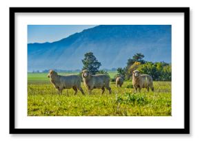 Merino sheeps graszing in the open grass field in Wolseley, Western Cape, South Africa