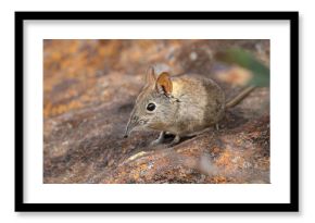 Elephant shrew standing on a rock