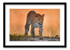 Leopard golden grass sunset, Savuti, Chobe NP, in Botswana, Africa. Big spotted cat in the wild nature. Wildlife Botswana. Wild leopard walk in long gold grass, hot day in Africa.