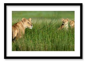 African lioness (Panthera leo) with cubs age four months cubs at Big Marsh, near Ndutu, Nogorongoro Conservation Area / Serengeti National Park, Tanzania.(digitally stitched image) 