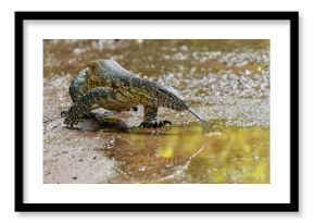 Water Monitor Lizard (Varanus niloticus) or Nile Monitor Lizard searching for food in Hluhluwe Natioanal Park in South Africa