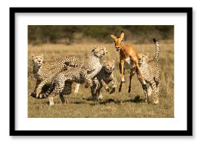 cheetah cubs learning to hunt, masai mara safari