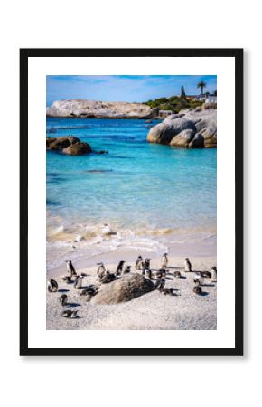 Boulders Beach Penguin colony in Cape Town, South Africa