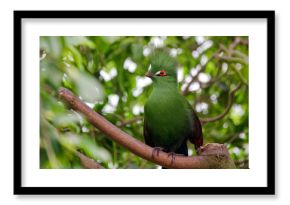 Guinea turaco - Tauraco persa