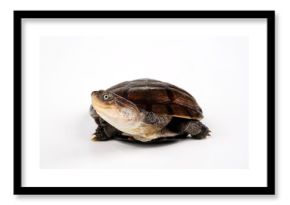 Starrbrust-Pelomedusenschildkröte // African helmeted turtle, Marsh terrapin (Pelomedusa subrufa)