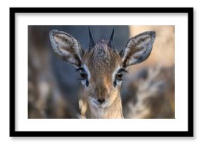 Damara Dik Dik or Kirk s Dik Dik (Madoqua kirkii), male, Onguma Private Game Reserve, Etosha, Namibia, Africa