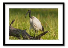 African sacred ibis - Threskiornis aethiopicus on green background. Photo from Okavongo Delta in Botswana.