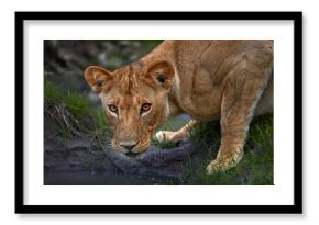 Lion drik water from the pond, Zambia. Close-up detail portrait of danger animal. Wild cat from Africa. Hotd day in nature, wildlife.