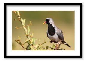 Kaptäubchen oder Maskentäubchen / Namaqua dove / Oena capensis