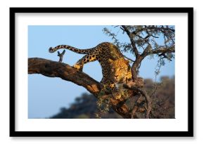 Leopard (Panthera pardus) looking out on a tree, Khomas region, Namibia, Africa