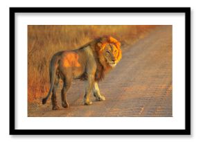 Adult male Lion standing on gravel road inside Kruger National Park, South Africa. Panthera Leo in nature habitat. The lion is part of the popular Big Five. Sunrise light. Side view.