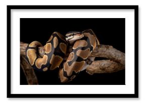 The Ball Python (Python regius) also called the Royal Python, is a python species native to West and Central Africa.