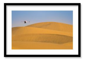 Lesser flamingo (Phoeniconaias minor) flying above sand dunes near Walvis Bay  Namibia