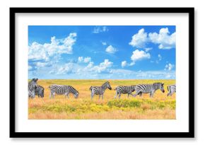 Summer landscape, banner, panorama - view of a herd of zebras grazing in high grass under the hot summer sun. Wildlife scene from nature