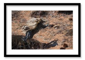leopard in kenya