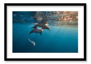 Common bottlenose dolphin tursiops truncatus underwater