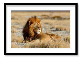 Majestic african lion resting in the grass at etosha national park, namibia, southern africa