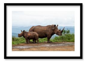 White rhinoceros (Ceratotherium simum) mother and calf walking around and feeding in Hluhluwe Game Reserve  in South Africa