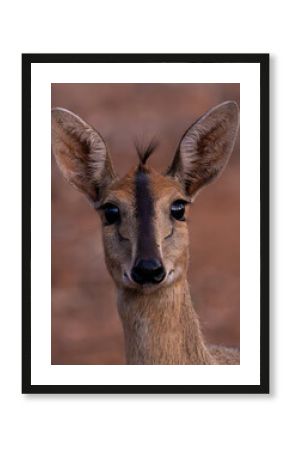 a portrait of a duiker ewe