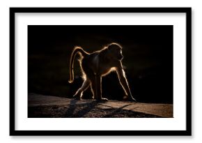 A baboon in Ukhozi Nature Reserve, South Africa