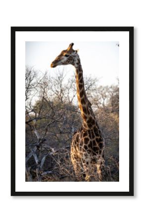 Giraffe in Ukhozi Nature Reserve, South Africa 