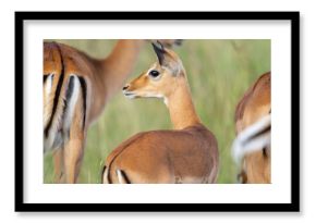 Africa, Tanzania. A female impala stands with two others showing their distinctive markings.